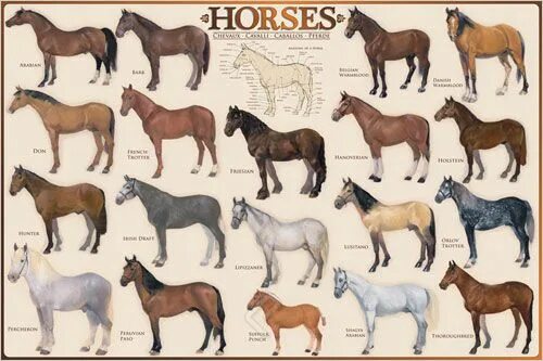 Породы лошадей с фото и названиями Horses - Athena Posters