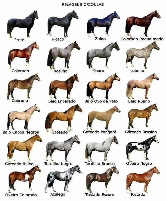 Породы лошадей с фото и названиями pelajes criollos Horse coloring, Horse coat colors, Horse breeds