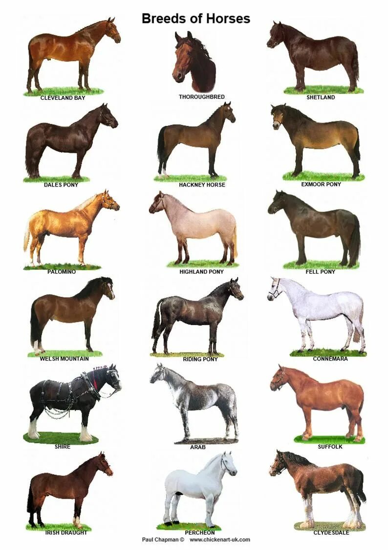 Породы лошадей с фото и названиями A4 Laminated Posters.horses Goats and Pigs - Etsy Sweden Animals, Horse breeds, 