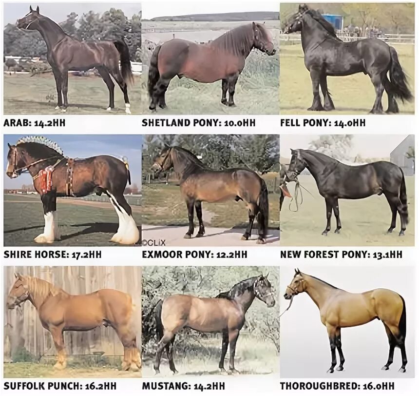 Породы лошадей с фото и названиями Horse Breeds Beautiful horses wild, Horses, Horse breeds