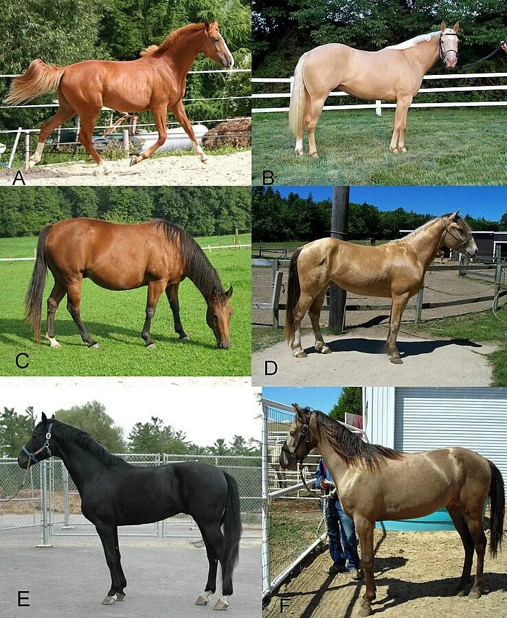 Породы лошадей с фото и названиями File:Dilution Gene - Champagne Horses.jpg - Wikipedia