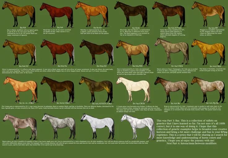 Породы лошадей с фото и описанием DeviantArt: More Collections Like Chestnut Color Genetics Chart by MagicWindsSta