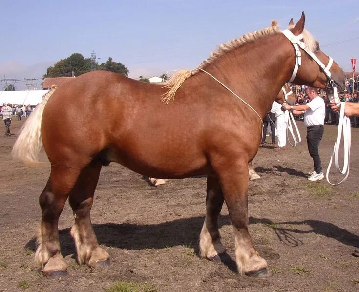 Породы лошадей тяжеловозов фото The lovely Comtois, a French draft breed. They look chestnut with flaxen mane an