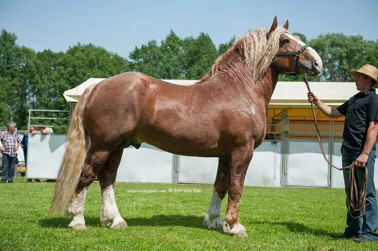 Породы лошадей тяжеловозов фото Lithuanian Heavy Draught Horses, Pretty horses, Draft horses