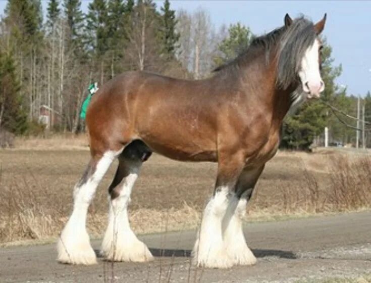 Породы лошадей тяжеловозов фото Pin by John Atkinson on Clydesdale Horses Clydesdale horses, Horses, Big horses