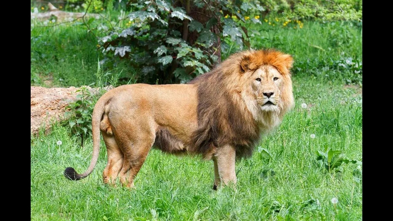 Породы львов фото Beautiful footage of a lion in a zoo in Africa لقطات جميلة للأسد في حديقة حيوان 