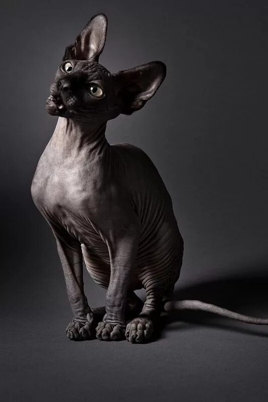 Породы лысых кошек фото Sphynx Cat Sphynx cat, Cats, Hairless cat