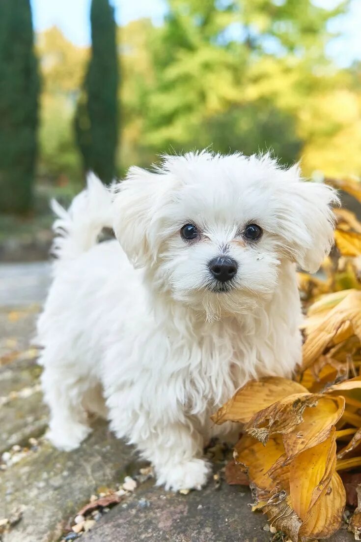 Породы маленьких пород фото Maltese Lifespan Facts You Should Know Toy dog breeds, Maltese puppy, Maltese do