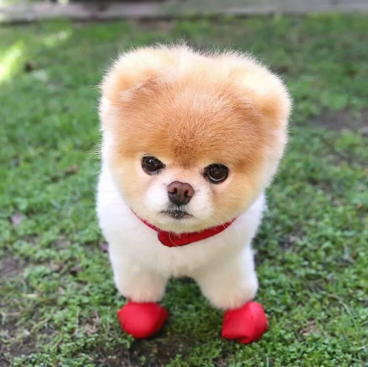 mad boo Boo the dog, World cutest dog, Cute puppies and kittens