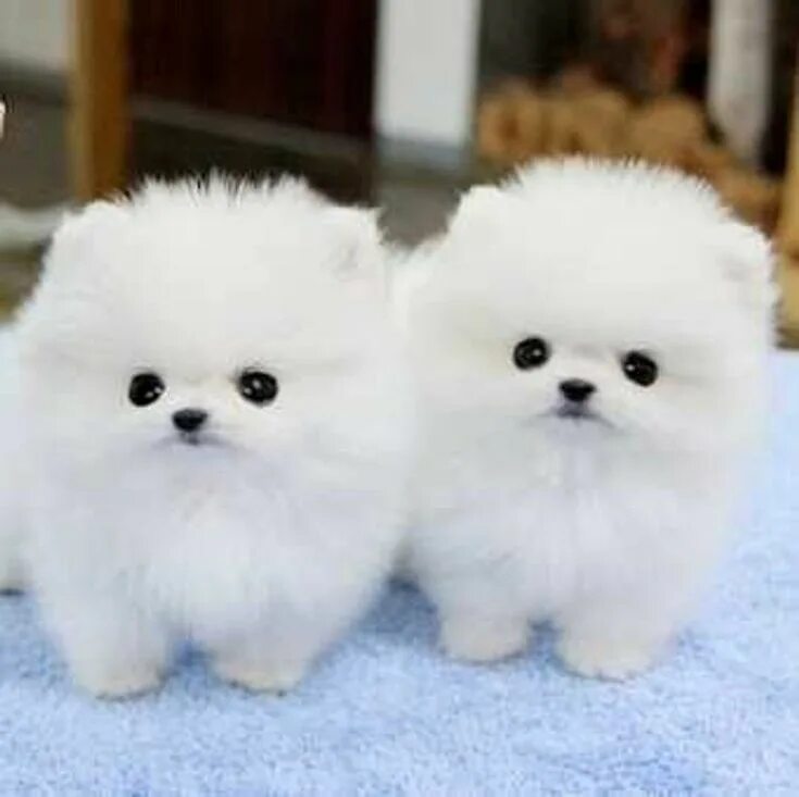 Породы маленьких пушистых собак фото с названиями Top 10 Cutest Dog Breeds Cute funny animals, Cute animals, Cute dogs and puppies