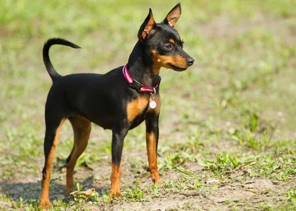 Породы маленьких собак гладкошерстных с фото Miniature Pinscher - Learn About This Energetic Breed