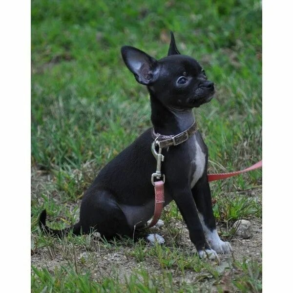 Породы маленьких собак гладкошерстных с фото Pin by caitlyn on Polyvore Black chihuahua, Adorable, Chihuahua