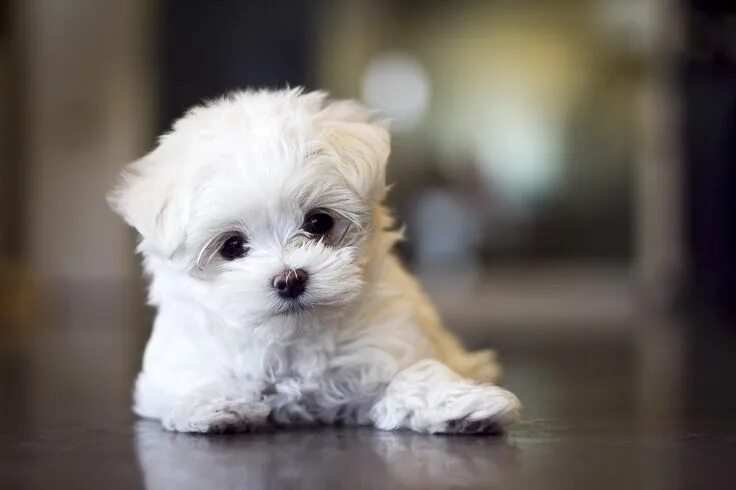 Породы маленьких собак с фото спб Maltese Maltese puppy, Puppies, Maltese dogs