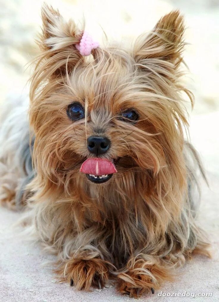 Породы маленьких собак с фото спб Pin em Things for Diesel and Daisy Filhote de yorkie, Yorkshire terrier dog, Yor