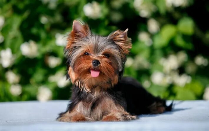 Породы маленьких собак с фото спб Download wallpapers Yorkie, 4k, dogs, cute animals, pets, blur, Yorkshire Terrie