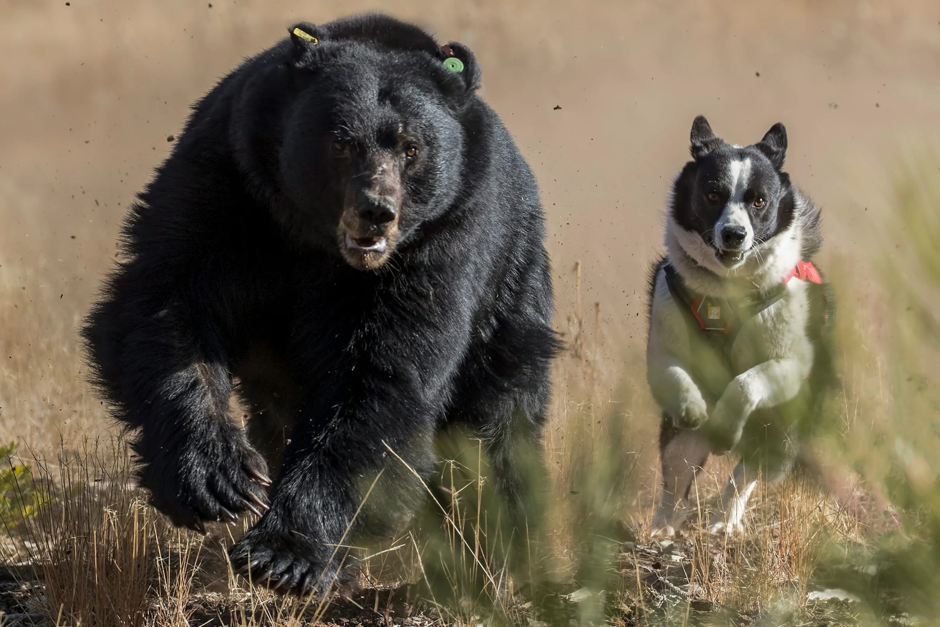 Породы медведей фото Karelian bear dogs scare bears away—to protect them