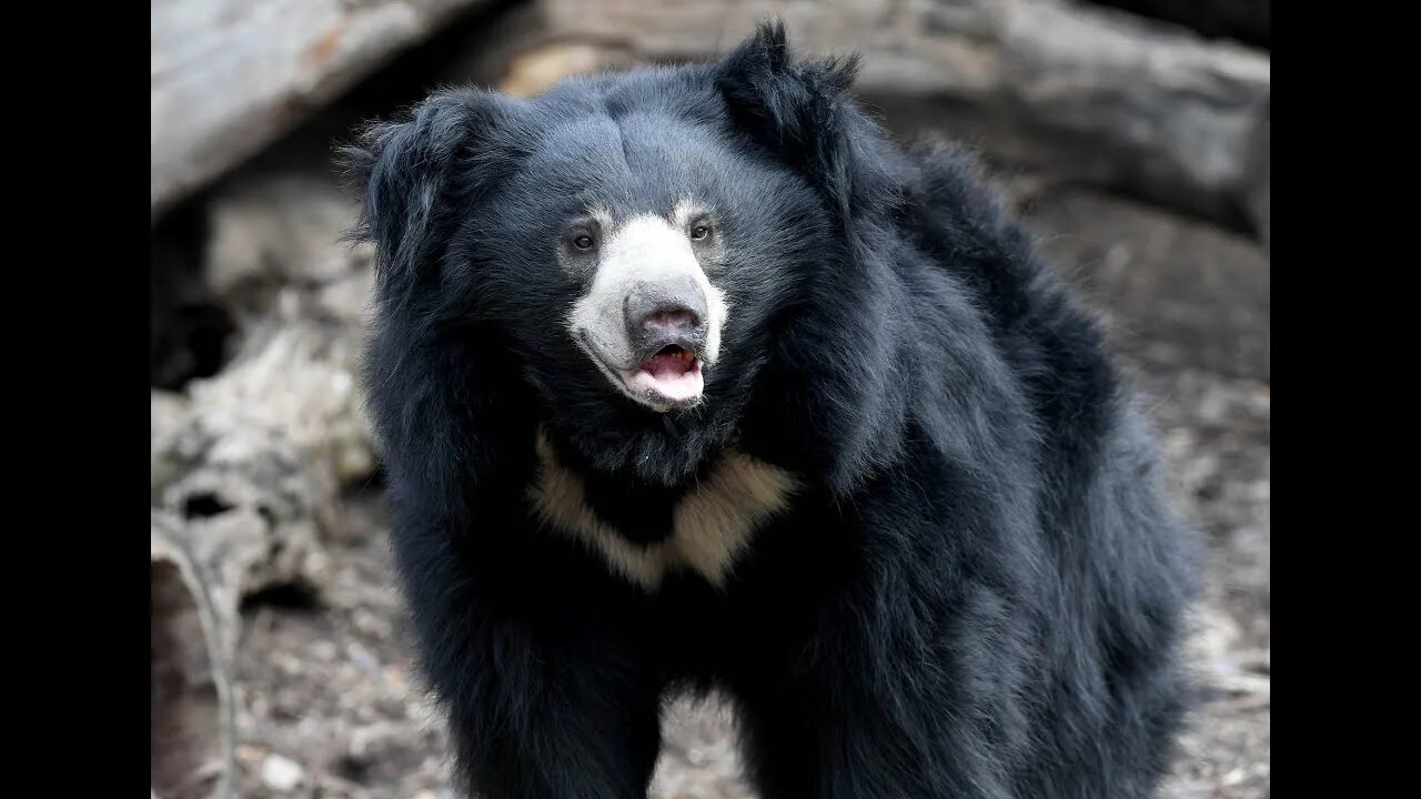 Породы медведей фото Vulnerable Sloth Bears/ Shaggy Coat / Mane/ White V shape On Chest/ Mysore Zoo /