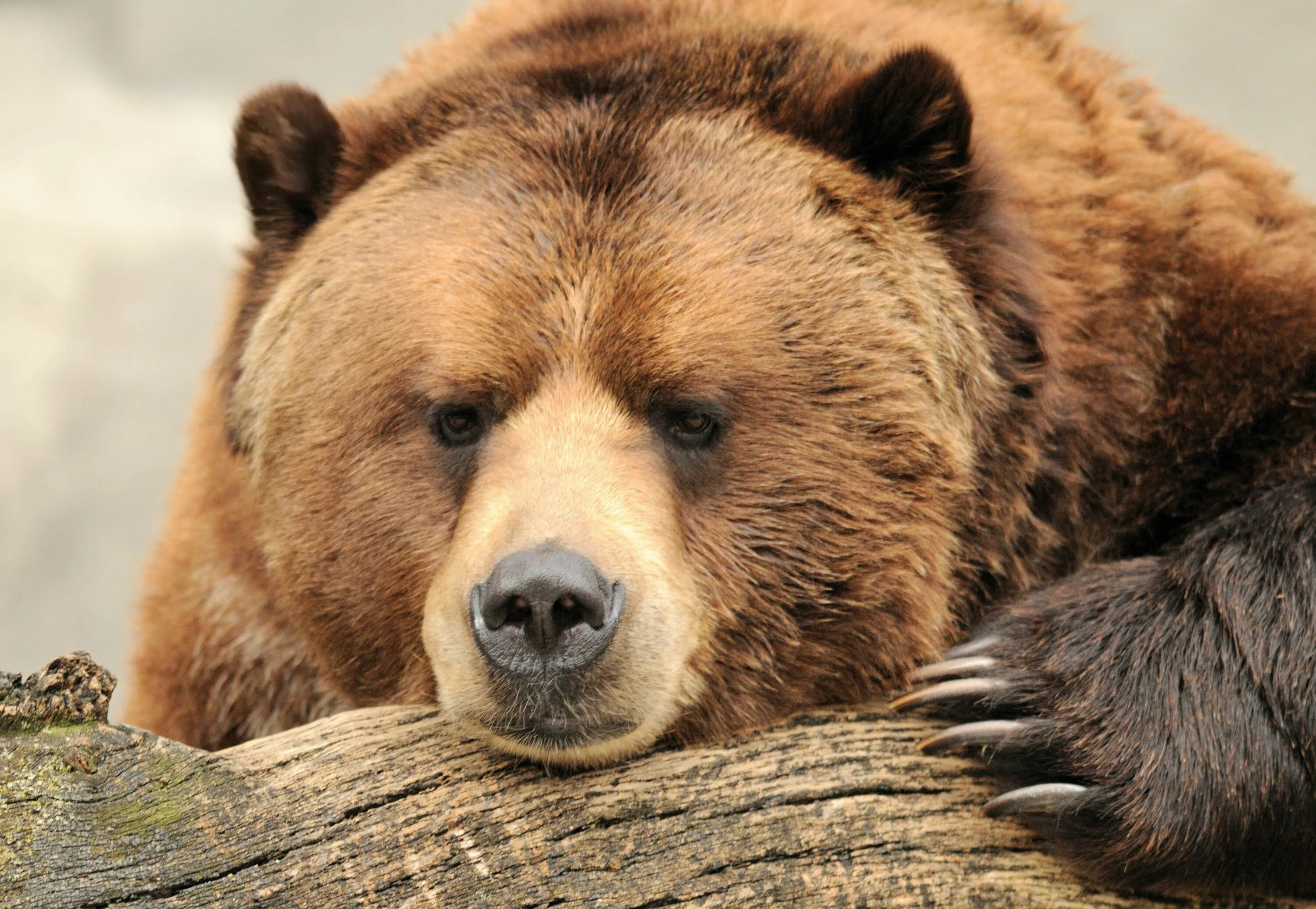 Породы медведей фото Pin de Слава em Tattoo Urso pardo, Urso marrom, Ursos