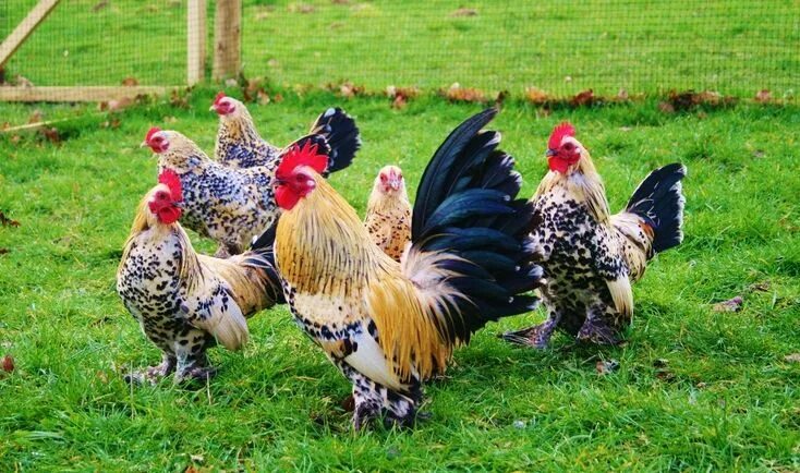 Породы мини кур фото Pin on Chicken Crazy Chicken breeds, Chickens backyard, Fancy chickens