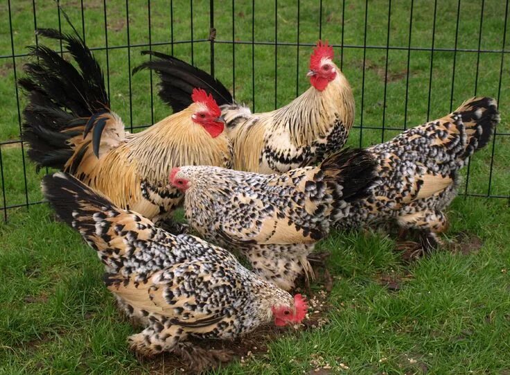 Породы мини кур фото Lemon Mille Fleur Chickens Chicken breeds, Fancy chickens, Chickens backyard