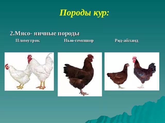 Породы мясо яичных кур фото и описание Презентация " Весь я золотистый, мягкий и пушистый"