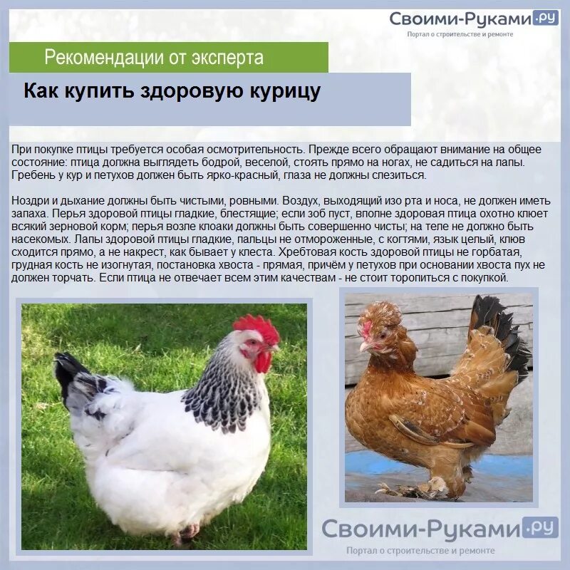 Породы мясо яичных кур фото и описание Картинки КАКИЕ КУРЫ МЯСО ЯИЧНОЙ ПОРОДЫ