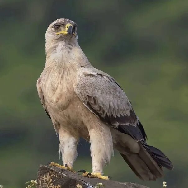 Породы орлов фото и названия Review of Tawny Eagle (Aquila rapax) 2022 Птицы мира VK