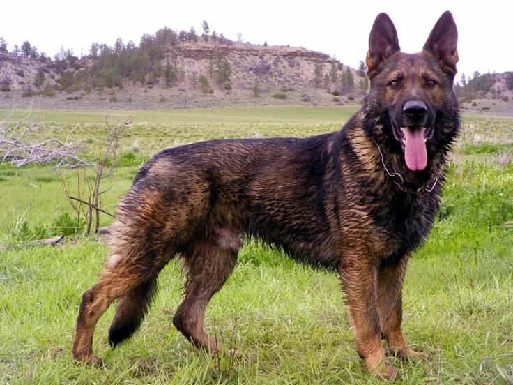 Породы овчарок фото German Shepherd Coat color - Page 1 . Sable german shepherd, German shepherd dog