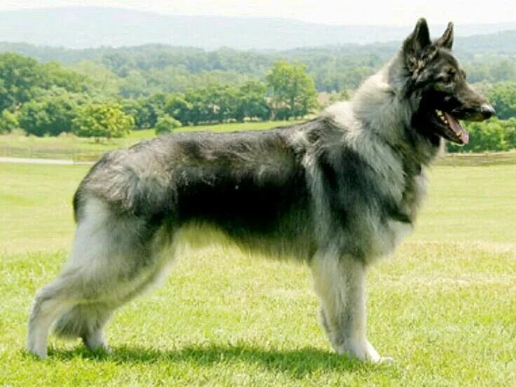 Породы овчарок фото Shiloh sheperd Shiloh shepherd dog, Shiloh shepherd, Shepherd dog breeds