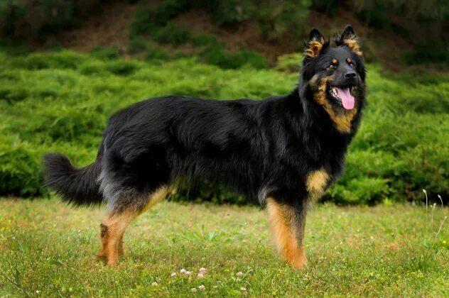 Породы овчарок фото Top 10 Dog Breeds That Are Amazingly Like A German Shepherd Bohemian shepherd, D