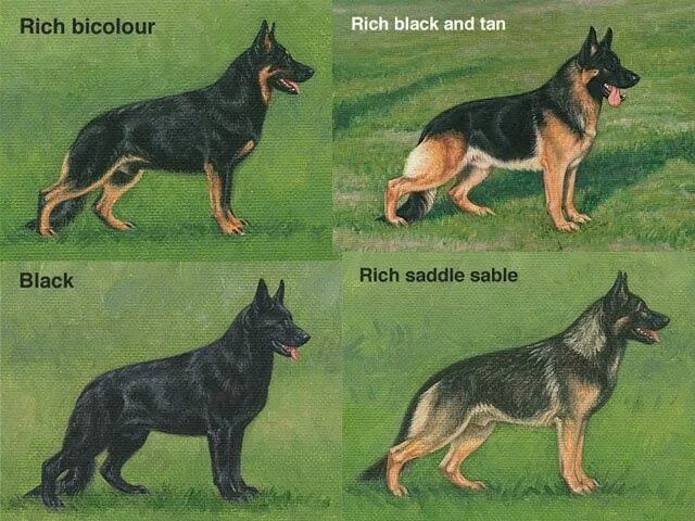 Породы овчарок фото описание Pin en German Shepherd Puppies