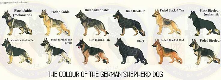 Породы овчарок фото описание gswork-lineng German shepherd dogs, German shepherd, Dog infographic