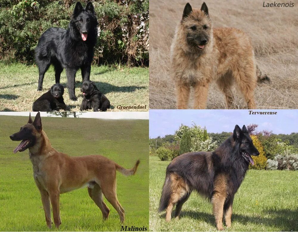 Породы овчарок фото описание Belgian Shepherd - Characteristics and character - Dogs breeds