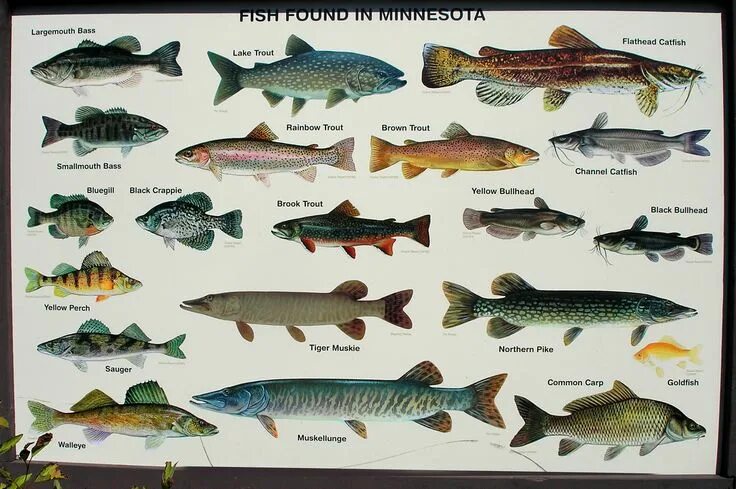 Породы рыб фото For the fishermen Photos of fish, Fish gallery, Fish drawings