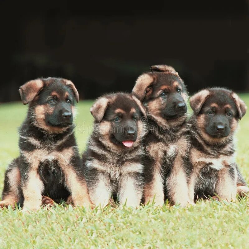 Породы щенков овчарок фото Triplets Puppies, German Shepherd Kennel of Working Breeding. Three Small Beauti