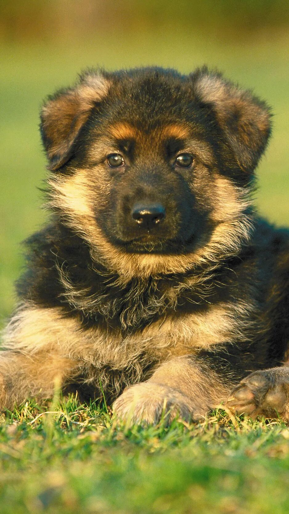 Породы щенков овчарок фото Pin by Jefferson Mendonça on Animais Dogs and puppies, German sheperd dogs, Pupp