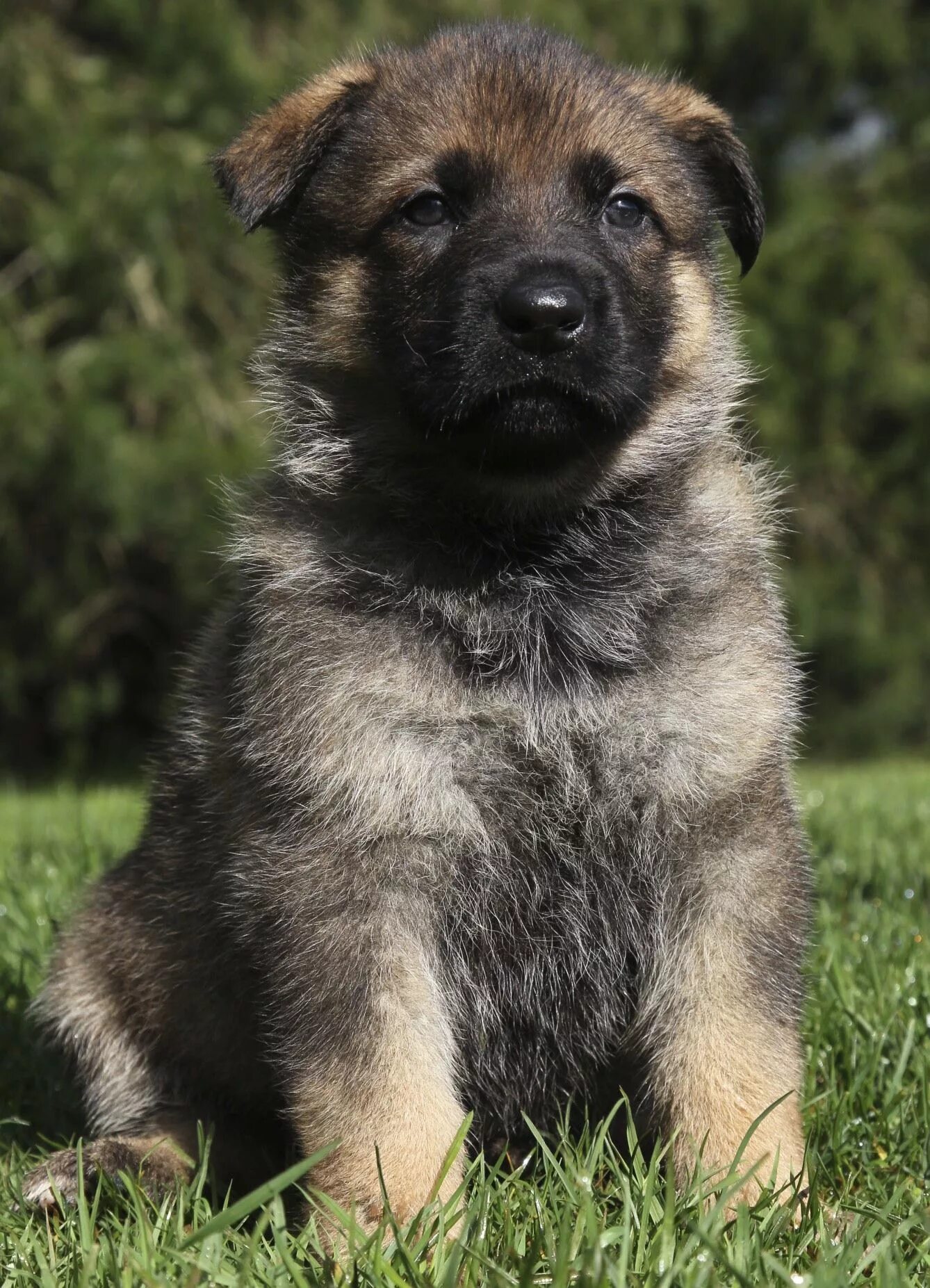 Породы щенков овчарок фото Watch the sable color change from birth to adulthood Sable german shepherd, Shep