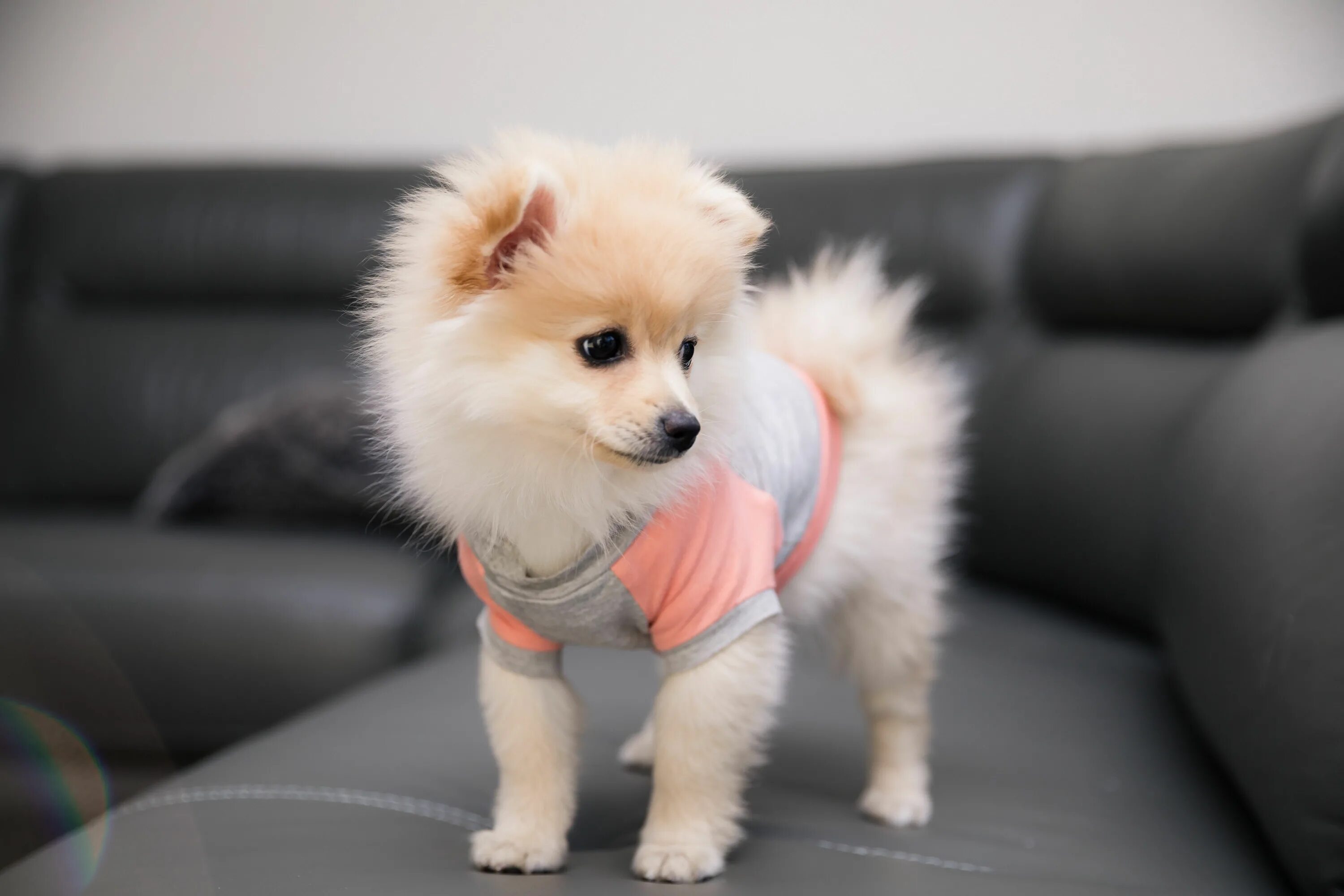 Породы шпицев с фото и названием Pomeranians IG: @myteddybella cream Pomeranian puppy in t-shirt - Pomeranian pup