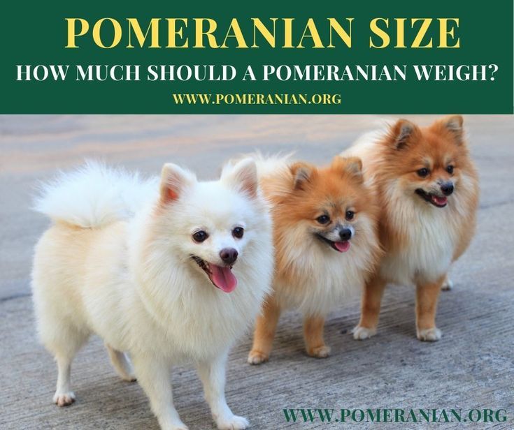 Породы шпицев с фото и названием Facts About Pomeranian Size Pomeranian dog, Pomeranian puppy, Pomeranian puppy t