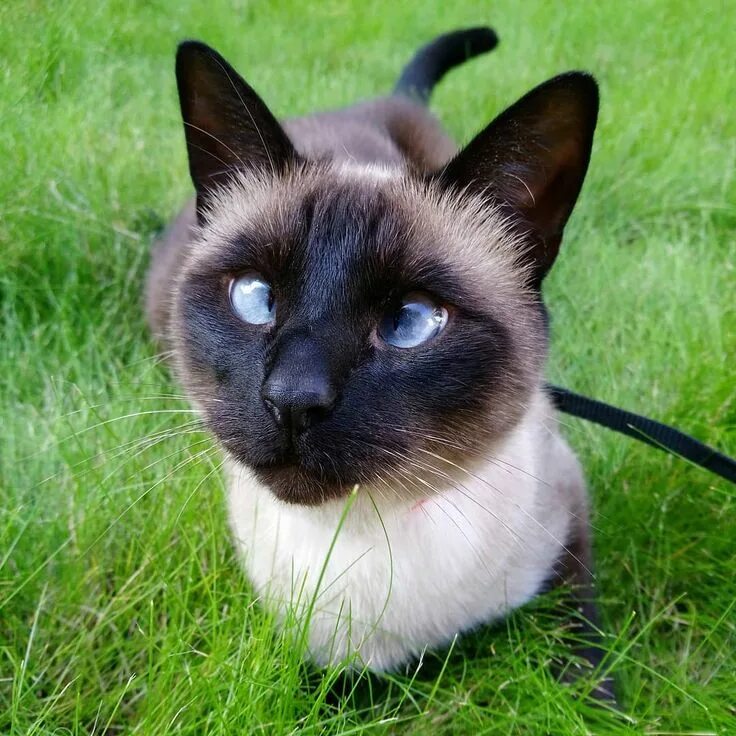 Породы сиамских котов фото Ollie is a Siamese cat who’s starting to make a real name for himself on social 