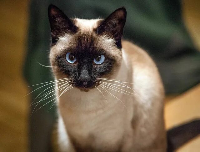 Породы сиамских котов фото Cat Breeds That Love To Cuddle Siamese cats, Siamese cats facts, Cats