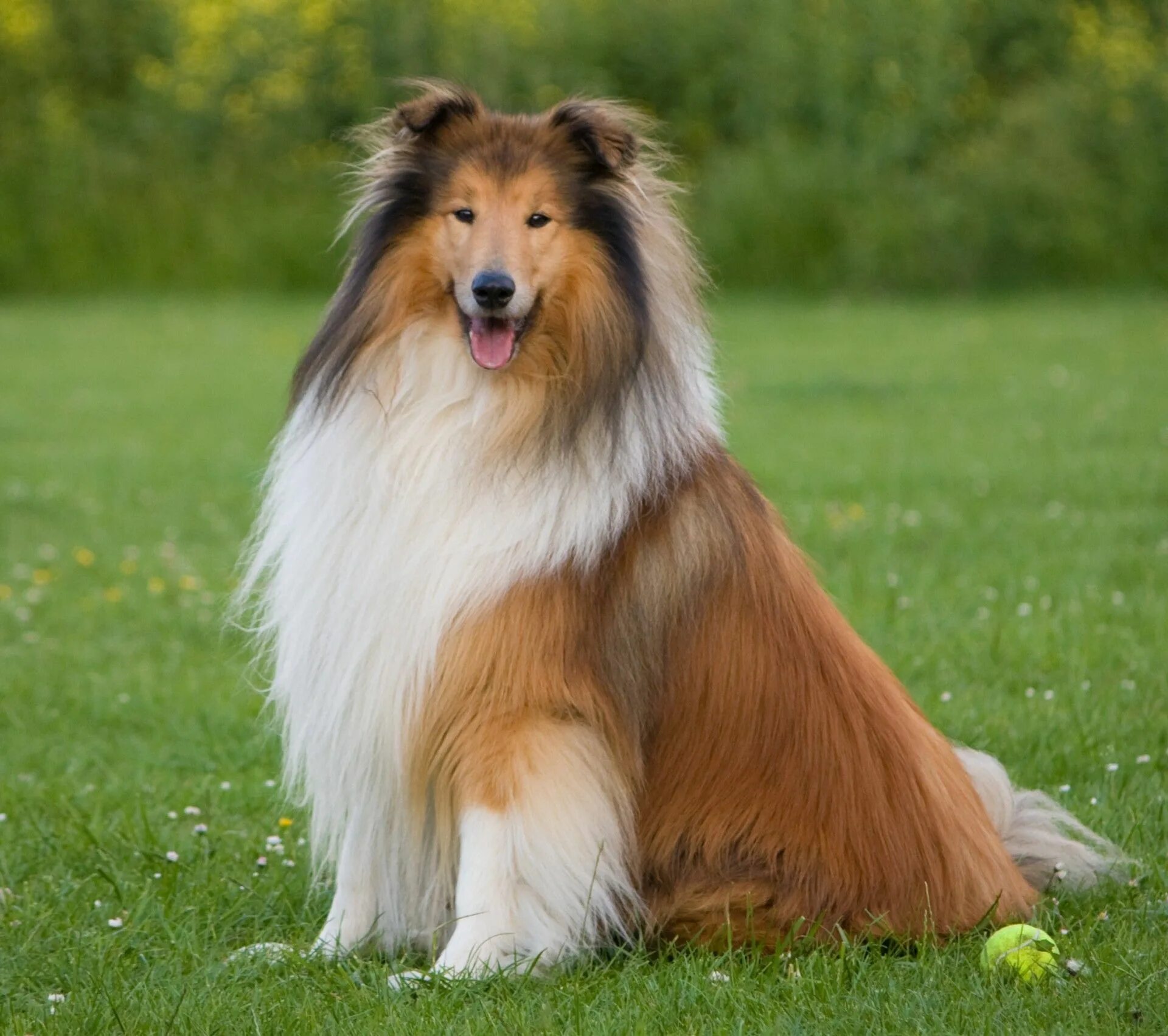 Породы собак бесплатно фото Dog, Rough Collie Free Stock Photo Beautiful dogs photos, Collie dog, Dog breede