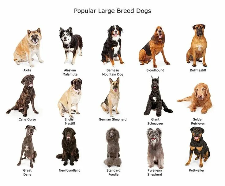 Породы собак для детей фото с названиями Large dog breeds Choosing the right dog for you Dogs Guide Omlet US Large dog br