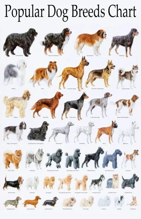 Породы собак для детей фото с названиями Popular Dog Breeds Chart 18"x28" (45cm/70cm) Poster Dog breed names, Dog breeds 