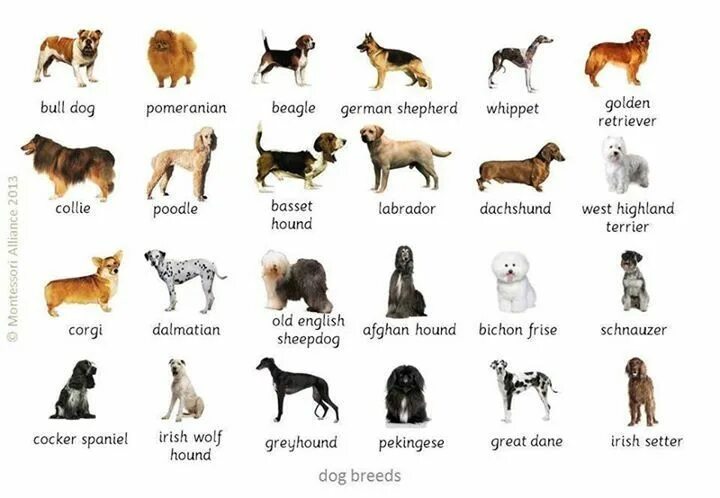 Породы собак для детей фото с названиями Pin on Language grammar Dogs of the world, Dogs, Dog boarding