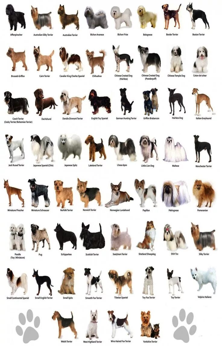 Породы собак для дома фото The Dog Different Dog Breeds Infographic Chart 18"x28" (45cm/70cm) Poster Dog br