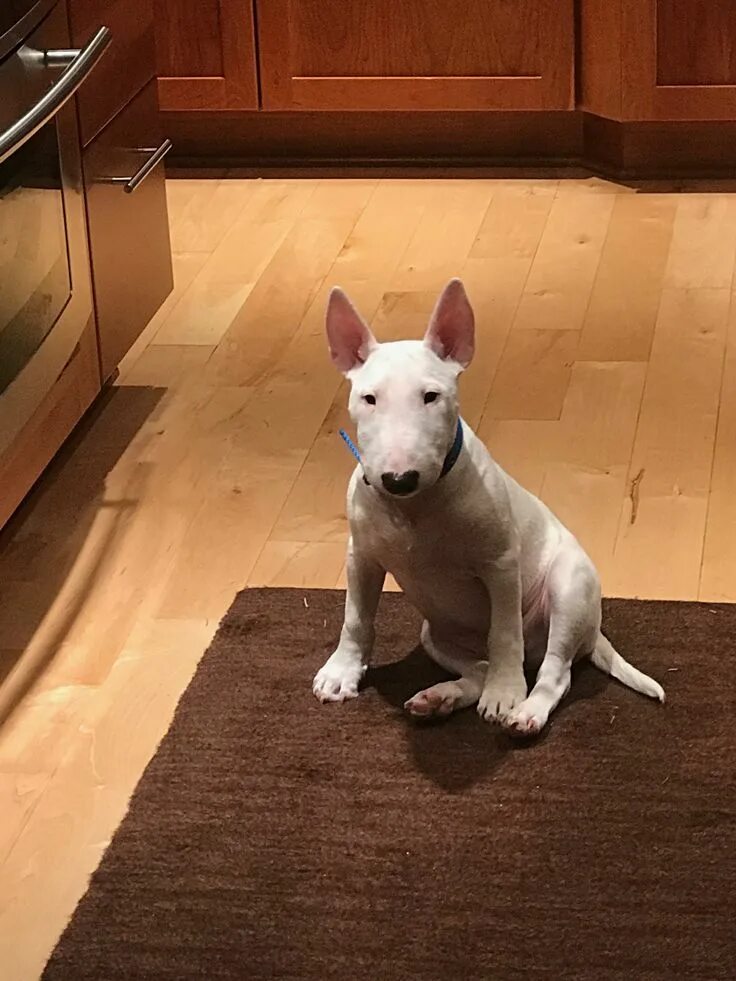 Породы собак для квартиры фото Pin on bulli ❤ Bull terrier, Miniature bull terrier, English bull terriers