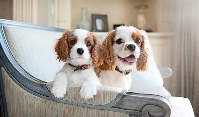 Породы собак для квартиры фото цена Cavalier King Charles Spaniel Breed Information