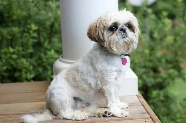 Породы собак для квартиры фото цена The Top 5 Shih Tzu Haircuts Shih tzu haircuts, Shih tzu dog, Shih tzu