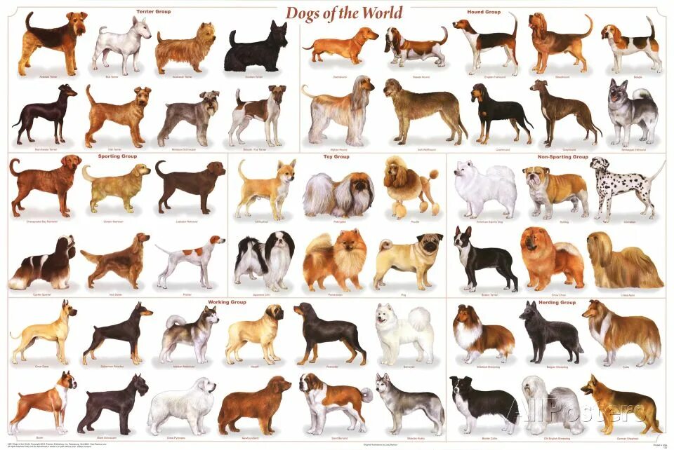 Породы собак фото характеристики цены Dogs of the World Educational Science Chart Poster Posters at AllPosters.com Dog